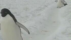 情侣小视频国产区,国产情侣小视频甜蜜瞬间大盘点